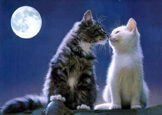 Кошки под луной